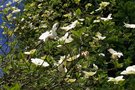 vignette Cornus nuttali