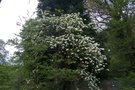 vignette Cornus nuttalii 'Ascona'