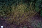 vignette Cornus stolonifera 'Flaviramea'