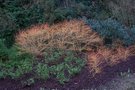 vignette Cornus sanguinea 'Winter Beauty'