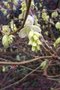 vignette Corylopsis pauciflora