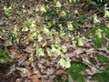 vignette Corylopsis pauciflora