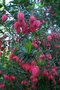 vignette Crinodendron hookerianum