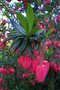 vignette Crinodendron hookerianum