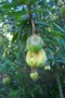 vignette Crinodendron hookerianum