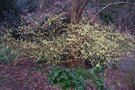 vignette Corylopsis pauciflora