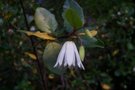 vignette Crinodendron patagua