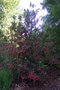 vignette Crinodendron hookerianum