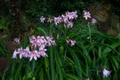 vignette Crinum x powellii