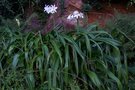 vignette Crinum x powellii 'Album'