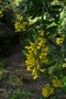 vignette Cytisus aeolicus