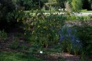 vignette Cytisus aeolicus