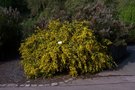 vignette Cytisus scoparius subsp. maritimus.JPG