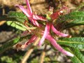 vignette Rhododendron macrosepalum linearifolium vue1 au 05 03 10