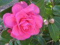 vignette Camellia williamsii Debbie gros plan au 05 03 10