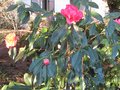 vignette Camellia reticulata Captain Rawes au 05 03 10