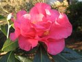 vignette Camellia reticulata Captain Rawes gros plan de sa trs grande fleur au 05 03 10