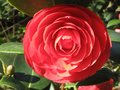 vignette Camellia japonica Margherita Coleoni grande fleur presque ouverte au 05 03 10