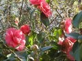 vignette Camellia japonica Chandleri elegans toujours aussi beau au 05 03 10