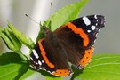 vignette Le Vulcain-Vanessa atalanta-Nymphalides