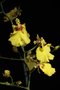 vignette Oncidium (Orchide)