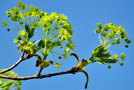 vignette Acraceae - Erable - Acer
