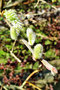 vignette Salicaceae - Saule marsault - Salix caprea