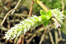 vignette Salicaceae - Saule marsault - Salix caprea