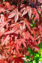 vignette Acer palmatum