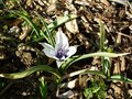 vignette Tulipa humilis 'Alba Coerulea Oculata'