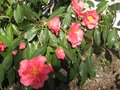vignette Camellia reticulata Francie L au 06 03 10
