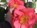 vignette Camellia reticulata Francie L et ses enormes fleurs au 06 03 10