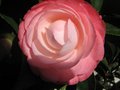 vignette Camellia japonica Desire et sa superbe fleur au 06 03 10
