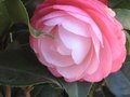 vignette Camellia japonica Desire autre vue au 06 03 10