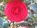vignette Camellia japonica Margherita Coleoni et sa fleur parfaite au 06 03 10