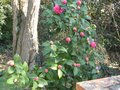 vignette Camellia williamsii Debbie au 07 03 10