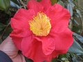 vignette Camellia japonica Grand Prix au 07 03 10