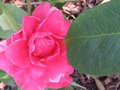 vignette Camellia reticulata K.O Hester au 07 03 10