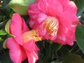 vignette Camellia japonica Lady Clare au 07 03 10