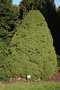 vignette Picea glauca 'Conica'