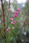 vignette Boronia heterophylla