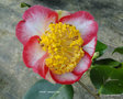 vignette Camlia ' OKAN ' camellia higo