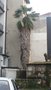 vignette Trachycarpus fortunei (ou autre?)  Rue Carrerot 20100304