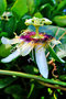 vignette Passifloraceae - Maracudja - Passiflora edulis flavicarpa