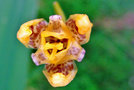 vignette Iridaceae - Oeil de paon - Tigridia pavonia