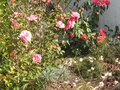vignette Camellias et edgeworthia  l'Ouest au 08 03 10
