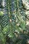 vignette Abies pindrow ssp. gamblei
