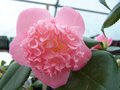 vignette C. jap. rose fort, forme d'anemone (2)