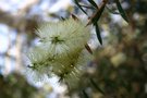 vignette Callistemon sp.