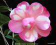 vignette Camlia ' WATER LILY variegated ' camellia hybride williamsii